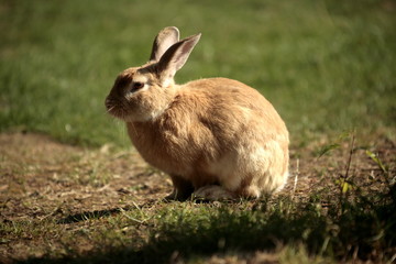 Coniglio nel prato