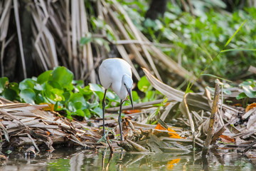 Little Egret, Bird