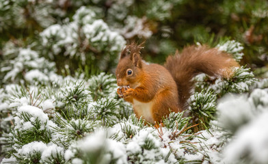 Naklejka na ściany i meble Red squirrel feeding in pine tree, County of Northumberland, England