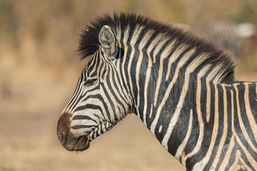 Obraz na płótnie Canvas Zebra, Kruger park, South Africa