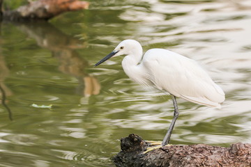 Little Egret, Bird