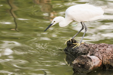 Little Egret, Bird