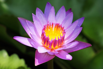 beautiful blooming lotus flower