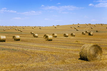 Fototapeta premium straw stack. harvesting