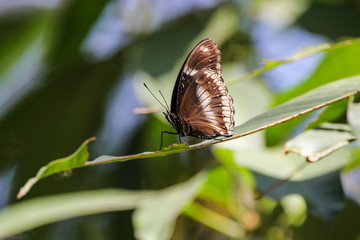 Great Egg-fly (Hypolimnas Misippus), Butterfly