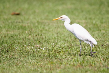 Intermediate Egret (Mesophoyx Intermedia), Bird