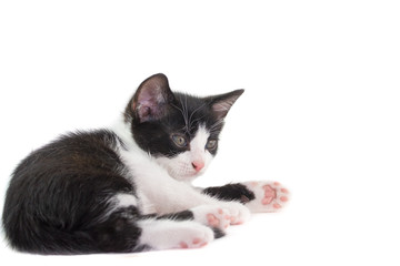 Cucciolo di gatto bianco mìnero