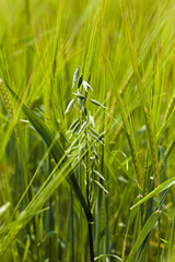 ears of rye  