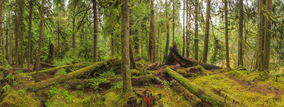 Fototapeta Hoh Rainforest, Olympic National Park, Washington state, USA