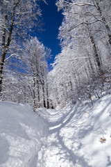 Winter forest
