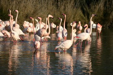 Obraz premium Gruppo di Fenicotteri in camargue