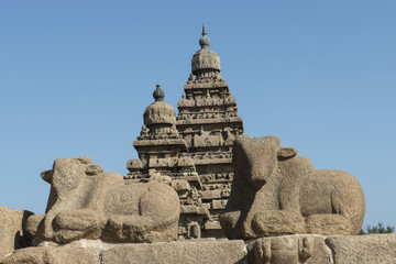 Shore Temple, dedicado a Shiva. Mamallapuram, India. Vacas sagradas hindú. 