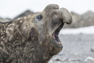Young Southern Elephant Seal.