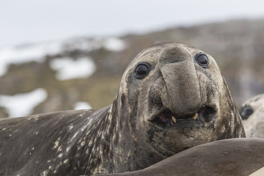 Young Southern Elephant Seal.
