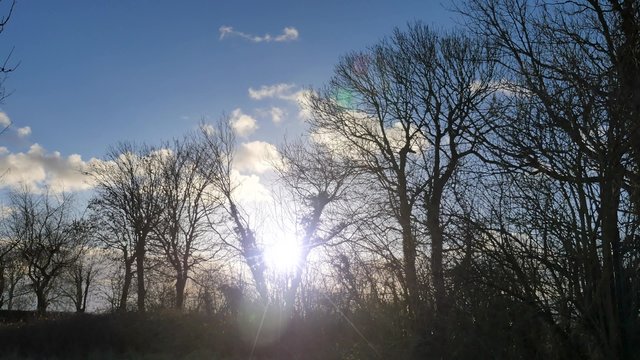 rayon de soleil entre les branches
