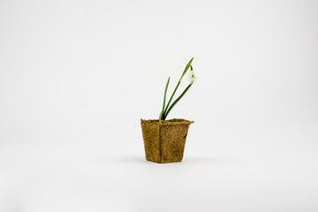 Snowdrop flower