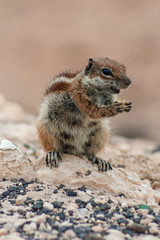 Naklejka premium Nager