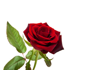 Naklejka premium Fresh Red rose