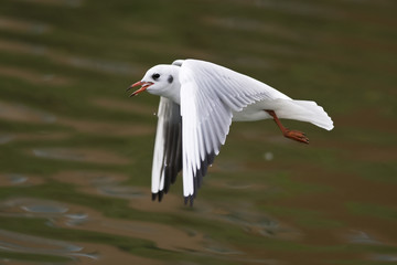 Black Headed Gull in flight