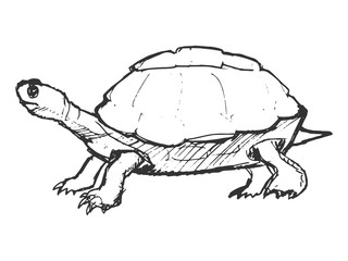 hand drawn, grunge, sketch illustration of turtle
