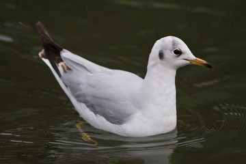 Obraz premium Black Headed Gull on the water