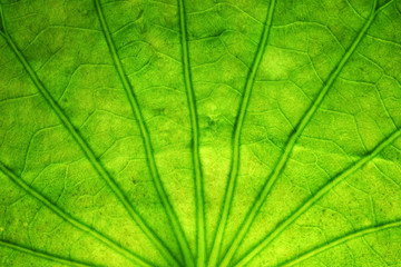 Fototapeta na wymiar abstract transparent of lotus leaf vein