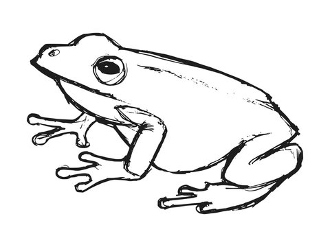 hand drawn, grunge, sketch illustration of tree frog