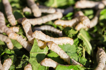 Silkworm eating mulberry green leaf
