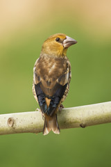 Male Hawfinch perched on a branch in woodland 
