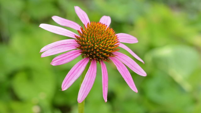 Echinacea flower sways the wind close-up. Blurred natural green background.