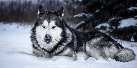 Alaskan Malamute in the forest
