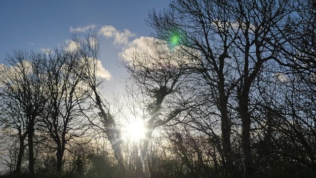 rayon de soleil entre les branches