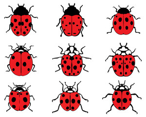 Fototapeta premium Set of different red ladybugs, vector illustration
