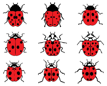 Set of different red ladybugs, vector illustration