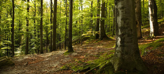 autumn beech forest  
