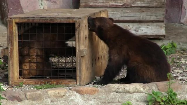 Severe game of a glutton couple. Aggressive and very dangerous beast from the northern forest. Smart, dodgy and very strong predator, gulo gulo, outstanding representative of the Arctic wildlife.
