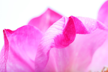 close up of lotus petal,shallow DOF.