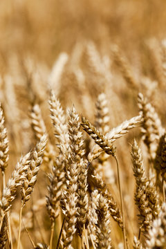 ripe wheat close-ups.