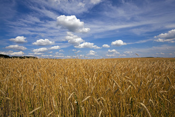 unripe cereals .  field  