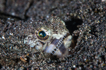 Fototapeta na wymiar Lizardfish Camouflaged in Black Sand