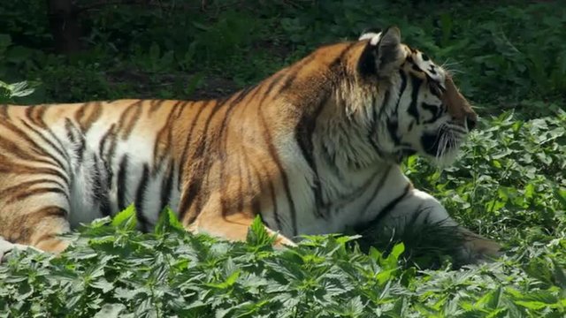A drowsy sunlit Siberian tigress, lying on green grass background and looking around. The most beautiful animal of the world and very dangerous beast. Excellent big cat in the amazing HD footage.
