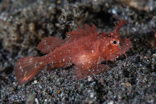 Juvenile Ambon Scorpionfish