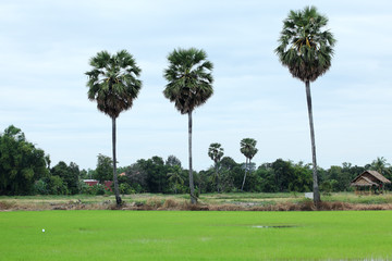 sugar palm tree with rural landscape
