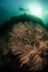 Fototapeta na wymiar Black Coral and Scuba Diver in Komodo