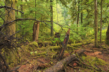 Hoh Rainforest, Olympic National Park, Washington state, USA