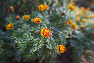 Marigold