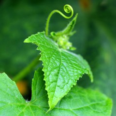 Close-up of a young small tendril of cucumber