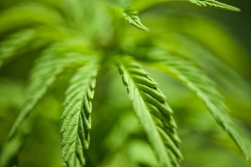 Cannabis Pflanze, Cannabis Blätter mit wenig Tiefenschärfe 