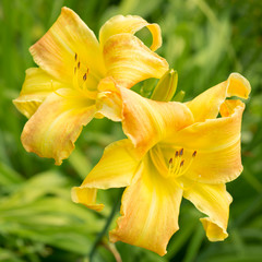 Yellow Lily in nature