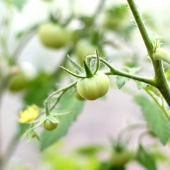 Close-up photo of unripe green tomatoes